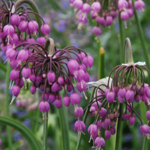 Allium Cernuum - SOLD ONLY AS SEED APPROXIMATELY 25 SEEDS PER PACKET