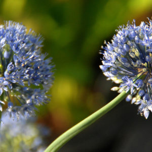 Allium, Azureum