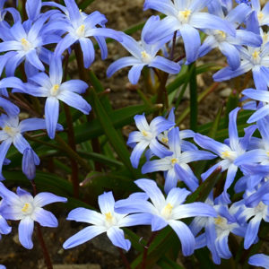 Chionodoxa, Forbesii Blue Giant