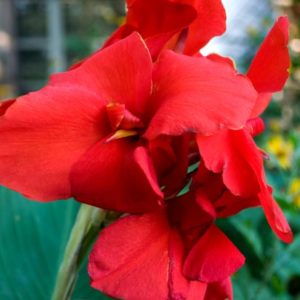 Canna Lily, Happy Carmen - 2 Bulbs