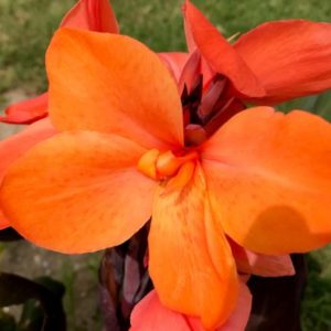 Canna Lily, Happy Cleo - 2 Bulbs