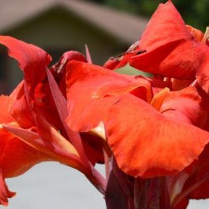 Canna Lily, Happy Julia - 2 Bulbs