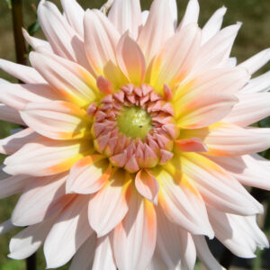 Decorative Dahlia, Caribbean Fantasy