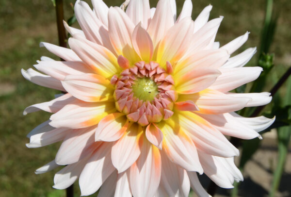 Decorative Dahlia, Caribbean Fantasy