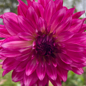 Dinnerplate Dahlia, Penhill Watermelon