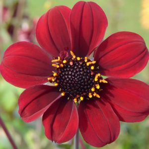 Specialty-Peony-Flowering Dahlia, Bishop of Llandaff