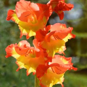 Standard Gladiola, Princess Margaret Rose - 10 Corms