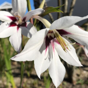 Fragrant Gladiola, Acidanthera Murielae - 20 Corms