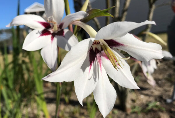 Fragrant Gladiola, Acidanthera Murielae - 20 Corms