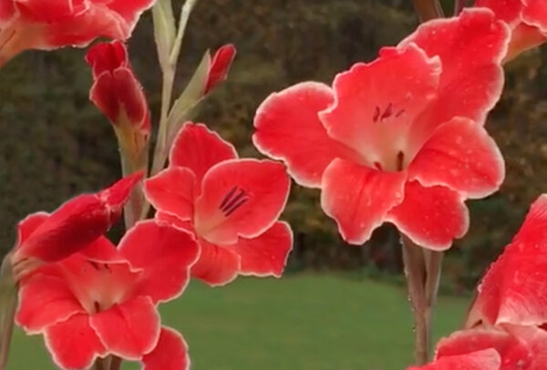 Winter Hardy Gladiola, Nanus Mix - 8 Corms