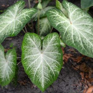 Caladium, Aaron - 3 per bag