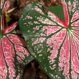 Caladium- Pink Beauty - 3 per bag