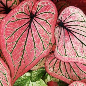 Caladium, Spring Fling - 3 per bag - NOT AVAILABLE THIS YEAR DUE TO CROP FAILURE