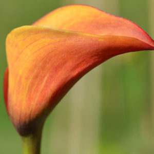 Calla Lily, Orange Pitcher - 1 Bulb
