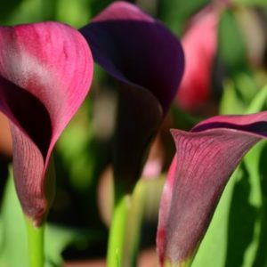Calla Lily, Outback - 1 Bulb