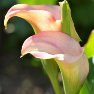 Calla Lily, Captain Rosette - 1 Bulb