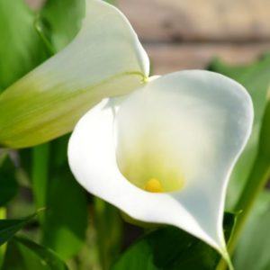 Calla Lily, Snowboard - 1 Bulb