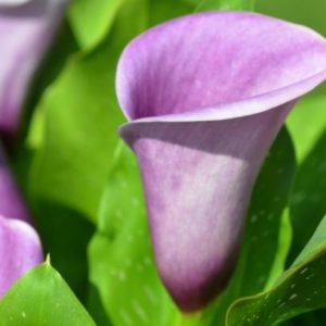 Calla Lily, Outback - 1 Bulb