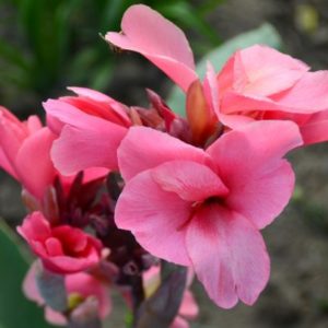 Canna Lily, Happy Isabel - 2 Bulbs