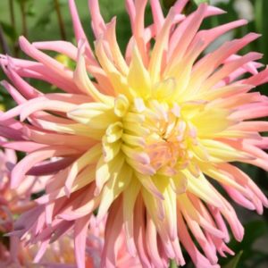 Cactus Dahlia, Star Elite