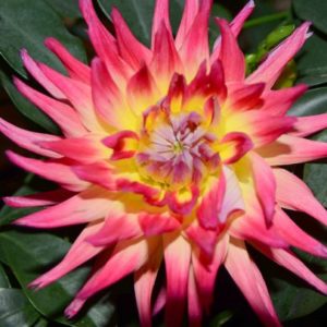 Cactus Dahlia, Tahiti Sunrise
