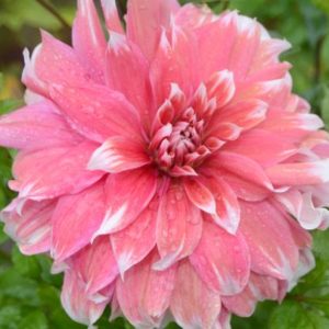 Dinnerplate Dahlia, Frost Nip
