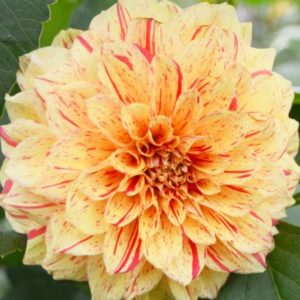 Decorative Dahlia, Striped Nagano