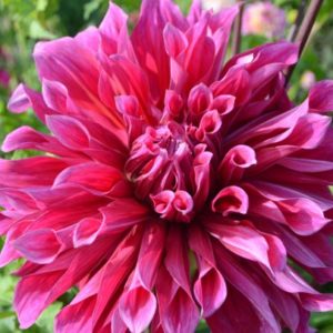 Dinnerplate Dahlia, Penhill Dark Monarch