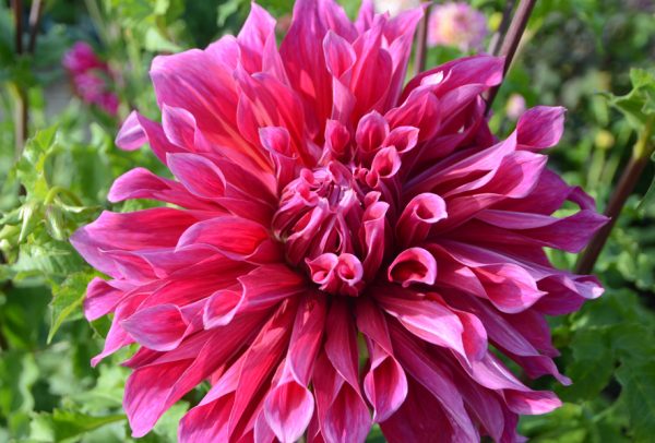 The Dahlia Chronicles, Part III: The Grande Dames of the Dahlia Garden-The Dinnerplate Dahlias