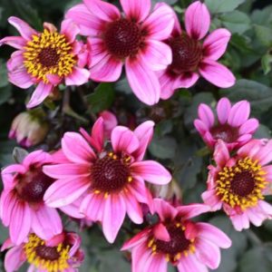 Specialty-Gallery-Dark Angel-Series Dahlia, Pretty Woman