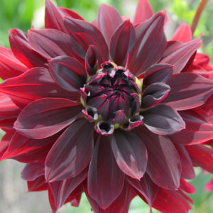 Decorative Dahlia, Rip City