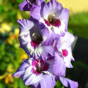 Standard Gladiola, Lola Montez - 8 Corms