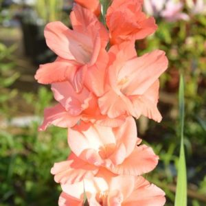 Standard Gladiola, Peter Pears - 10 Corms