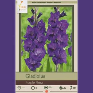 Standard Gladiola, Purple Flora - 10 Corms
