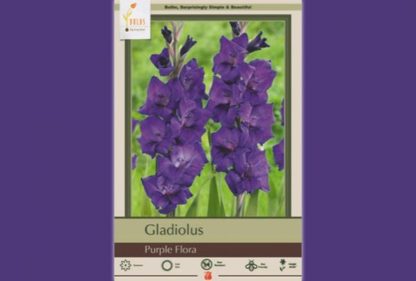 Standard Gladiola, Purple Flora – 10 Corms – Harvesting History