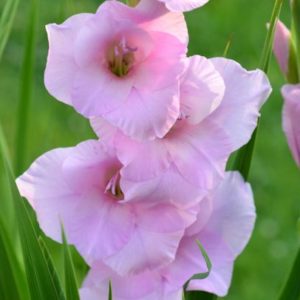 Standard Gladiola, Video - 10 Corms