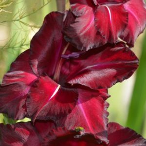Standard Gladiola, Black Beauty - 8 Corms