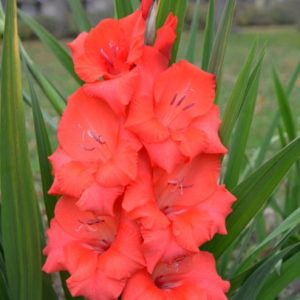 Standard Gladiola, Deepest Red - 10 Corms