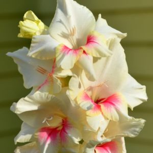 Standard Gladiola, Fiorentina - 10 Corms
