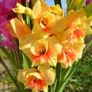 Standard Gladiola, Jester - 10 Corms
