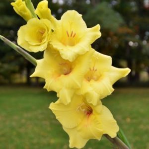 Standard Gladiola, Noveto - 10 Corms