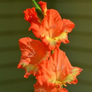 Standard Gladiola, Olympic Flame - 10 Corms