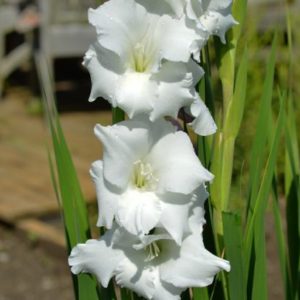 Standard Gladiola, Polar Bear - 10 Corms