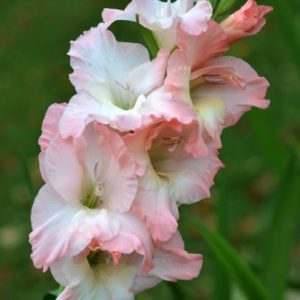 Standard Gladiola, Priscilla - 10 Corms