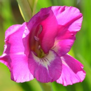 Standard Gladiola, Sonate - 10 Corms