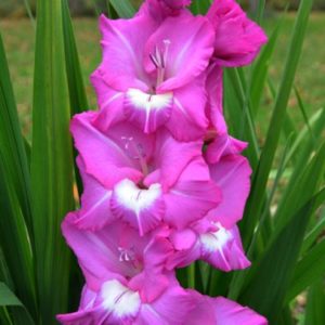 Standard Gladiola, Valencia - 10 Corms