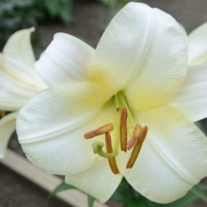 Asiatic Lily, Chill Out