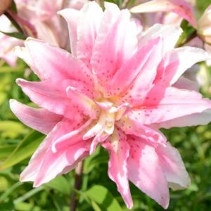 Oriental Double Lily, Isabella