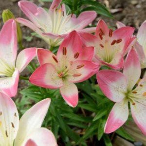 Asiatic Lily, Sugar Love