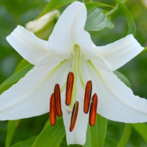 Asiatic Lily, Bright Diamond